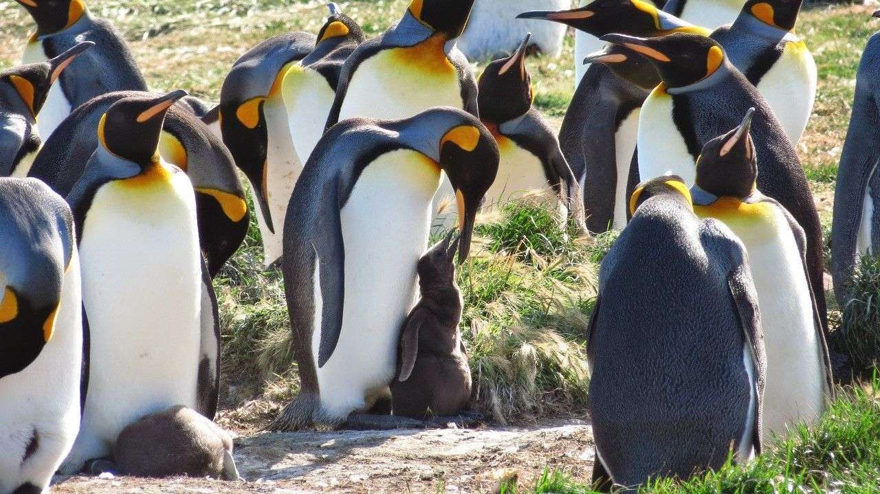 pinguino-rey-ch-1280x719